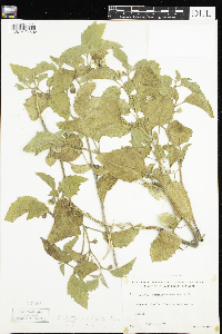 Physalis heterophylla image