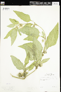 Leucophysalis grandiflora image