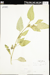 Leucophysalis grandiflora image