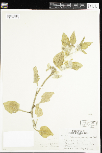 Leucophysalis grandiflora image