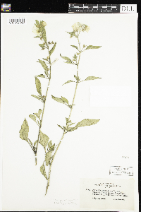 Leucophysalis grandiflora image