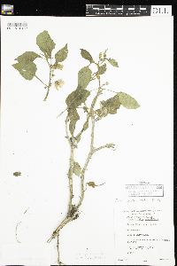 Leucophysalis grandiflora image