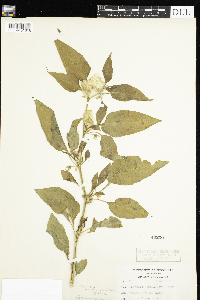 Leucophysalis grandiflora image