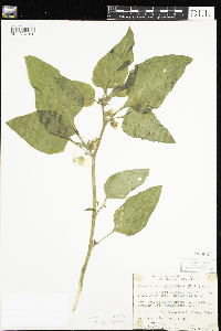 Leucophysalis grandiflora image