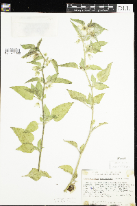 Leucophysalis grandiflora image