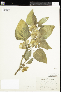 Leucophysalis grandiflora image