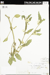 Leucophysalis grandiflora image