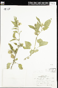 Leucophysalis grandiflora image