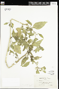 Leucophysalis grandiflora image