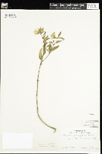 Leucophysalis grandiflora image