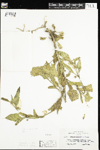 Leucophysalis grandiflora image