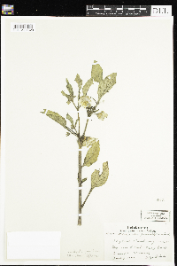 Leucophysalis grandiflora image