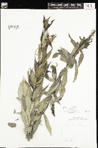 Veronicastrum virginicum image