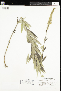 Veronicastrum virginicum image