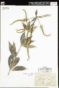 Veronicastrum virginicum image