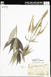 Veronicastrum virginicum image