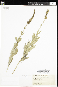 Veronicastrum virginicum image