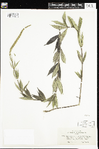 Veronicastrum virginicum image