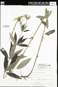 Veronicastrum virginicum image