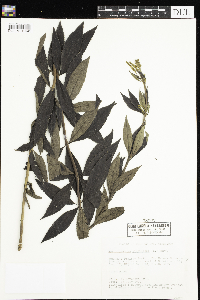 Veronicastrum virginicum image