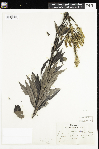 Veronicastrum virginicum image