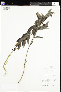 Veronicastrum virginicum image