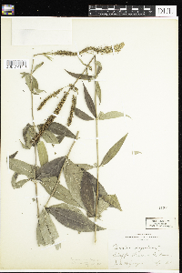 Veronicastrum virginicum image