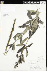 Veronicastrum virginicum image