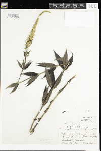 Veronicastrum virginicum image