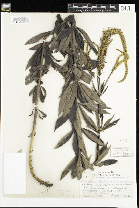 Veronicastrum virginicum image