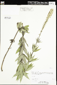 Veronicastrum virginicum image