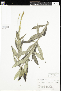 Veronicastrum virginicum image