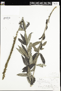Veronicastrum virginicum image