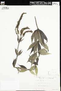 Veronicastrum virginicum image