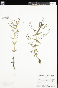Veronica anagallis-aquatica image