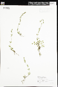 Veronica serpyllifolia image