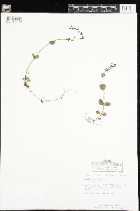 Veronica serpyllifolia image