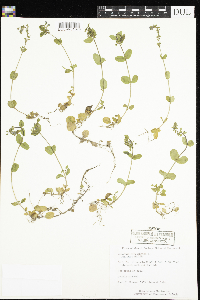 Veronica serpyllifolia image