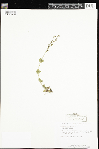 Veronica serpyllifolia image