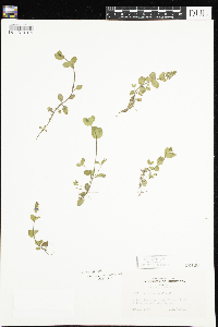 Veronica serpyllifolia image