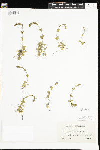 Thumbnail image of current specimen