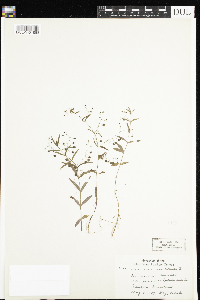 Veronica scutellata image