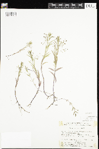 Veronica scutellata image
