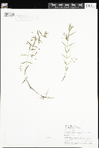 Veronica scutellata image