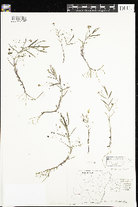 Veronica scutellata image