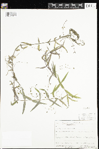 Veronica scutellata image