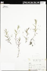 Veronica scutellata image
