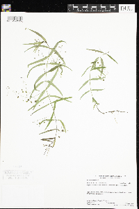 Veronica scutellata image