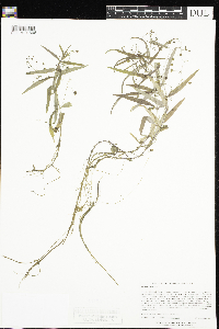 Veronica scutellata image