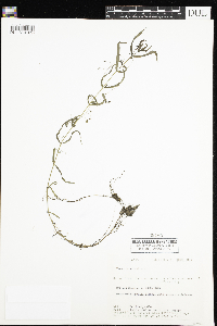 Veronica scutellata image